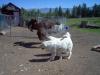Guardian Acres Tatra and Farm Animals